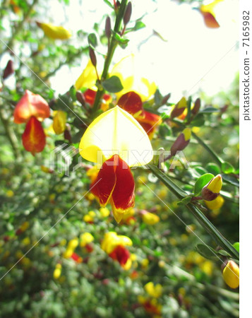 開花胭脂開花的花 7165982