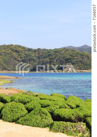 Aoshanori of Kamigami / Japan Island 7166057