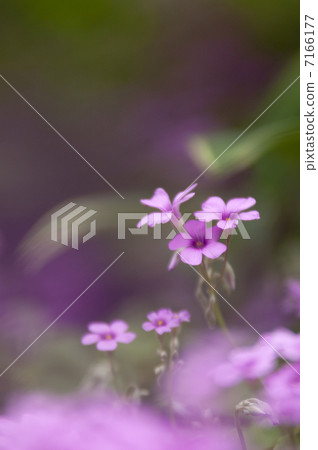 Murasaki Kabaki 7166177