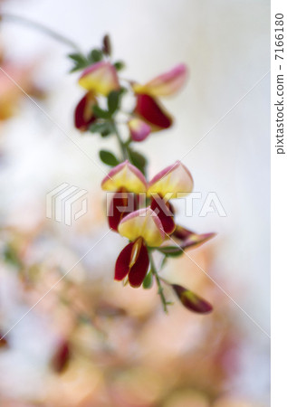 Red Enishida 7166180