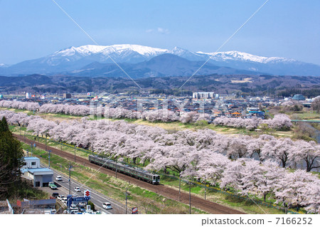 Miyagi Shiroishi City Ogawara Shiraishi River Tsutsumi Senbonzakura 7166252