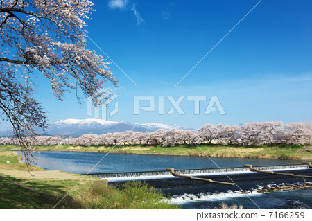 Miyagi Shiroishi City Ogawara Shiraishi River Tsutsumi Senbonzakura 7166259