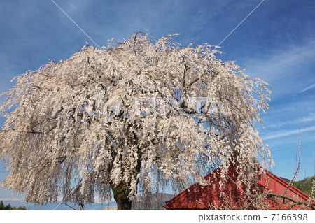 長野高山村中鹽櫻花 長野高山村中鹽櫻花 7166398
