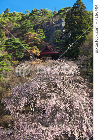 Nagano Takayama village red eyed cherry tree Nagano Takayama village red eyed cherry tree 7166404