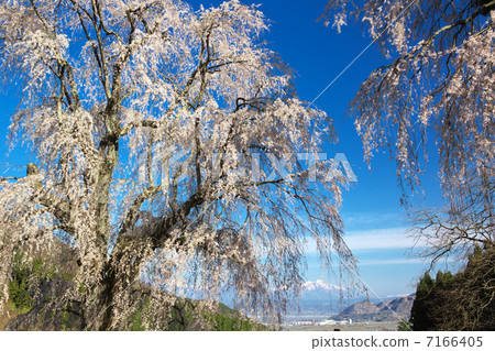 Nagano Takayama village underwater cherry blossoms Nagano Takayama village underwater cherry blossoms 7166405