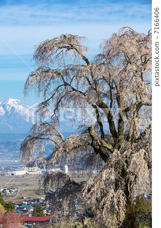 Nagano Takayama village underwater cherry blossoms 7166406
