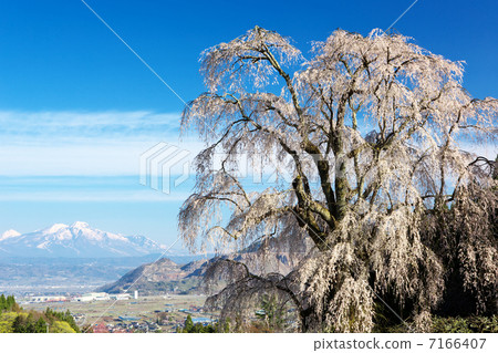 Nagano Takayama village underwater cherry blossoms 7166407