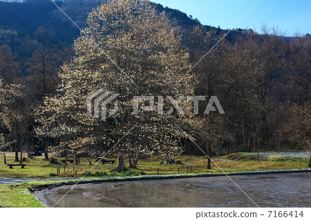 Kobushi of Nagano Hakuba village 49 th floor 7166414