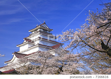Cherry blossoms at Tsuruga castle Cherry blossoms at Tsuruga castle 7166616