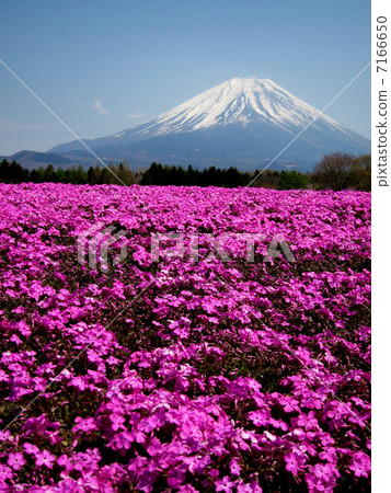 Mount Fuji from the Fuji Shiba cherry-blossom Festival Mount Fuji from the Fuji Shiba cherry-blossom Festival 7166650