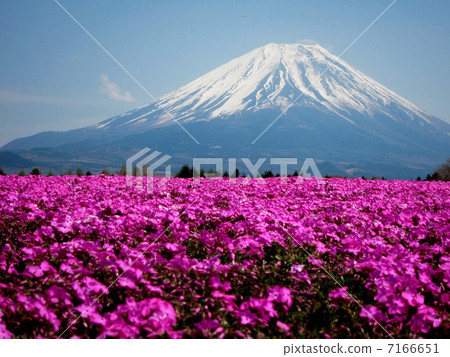 Mount Fuji from the Fuji Shiba cherry-blossom Festival Mount Fuji from the Fuji Shiba cherry-blossom Festival 7166651