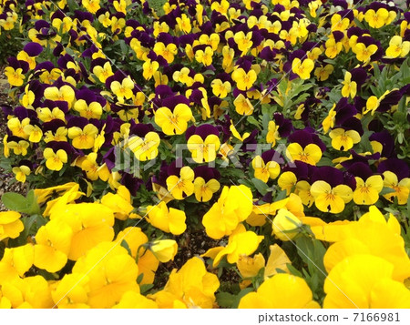 Vividly blooming pansy Vividly blooming pansy 7166981