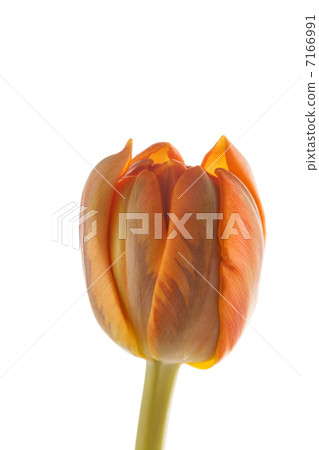 nice tulip 7166991