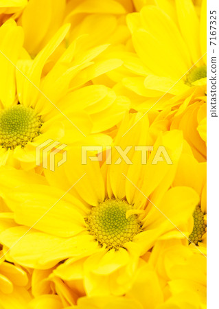 chrysanthemums as background chrysanthemums as background 7167325