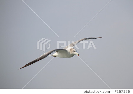 黑尾鷗 黑尾鷗 7167326