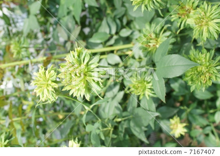 Rose Green Rose Rose Green Rose 7167407