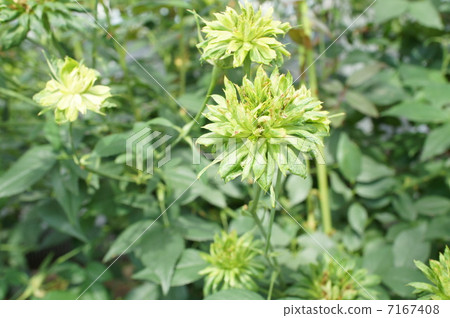 Rose Green Rose Rose Green Rose 7167408