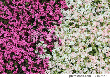 Flowers Flowers 7167448