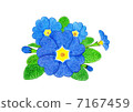 Primula Polyansa 7167459