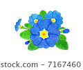 Primula Polyansa 7167460