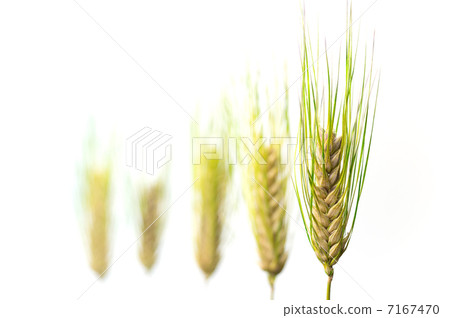 小麥的耳朵 7167470