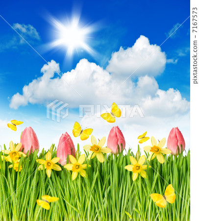 flower field with tulips, narcissus and butterflies flower field with tulips, narcissus and butterflies 7167573