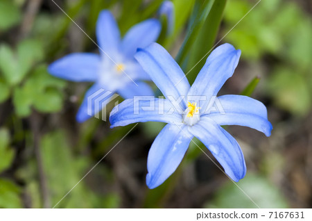 CHIONODOXA CHIONODOXA 7167631