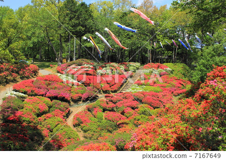 Azalea of Odashiro Park 7167649