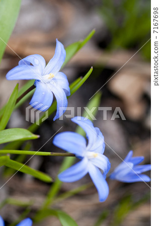 CHIONODOXA 7167698