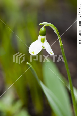 雪降 雪降 7167699