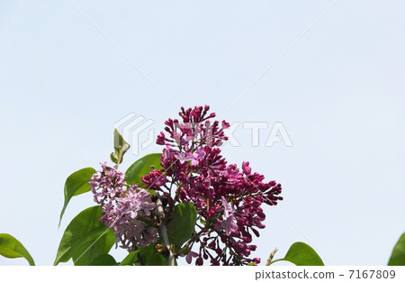 Lilac flowers 7167809