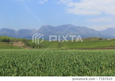 Garlic field of Kuju Heights 7167810