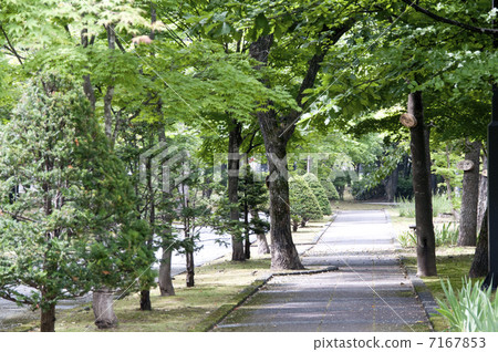 Early summer park 7167853