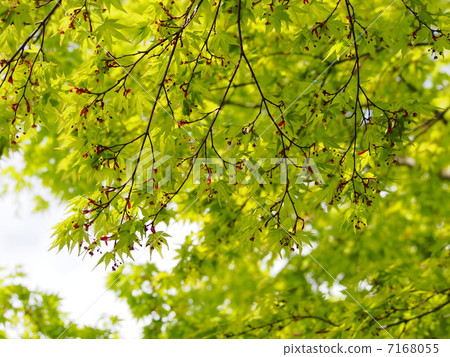 Momiji's young leaves Momiji's young leaves 7168055