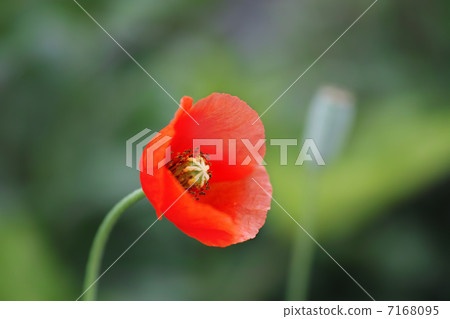 Poppy red poppy 7168095