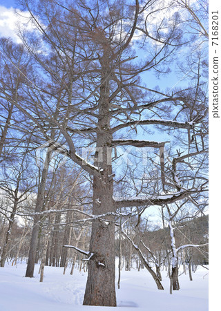 Large larch tree 7168201