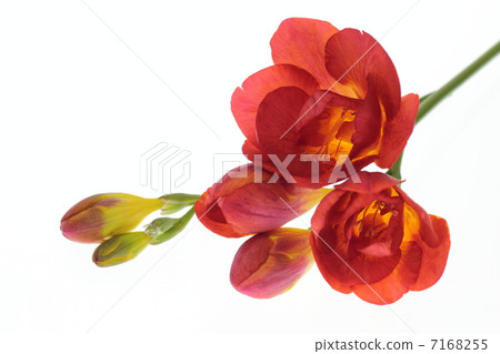 Bright Freesia 7168255