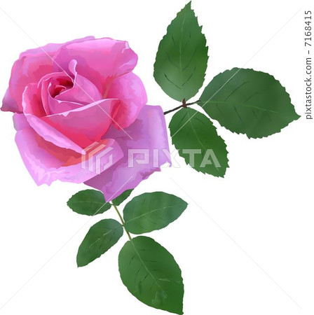 玫瑰 玫瑰 7168415