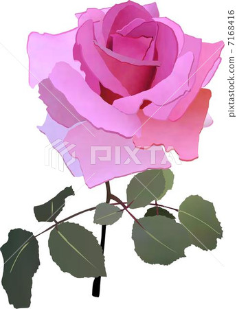 玫瑰 玫瑰 7168416