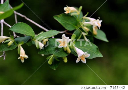 Kotukubane butsuki Kotukubane butsuki 7168442