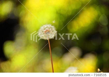 可能花蒲公英·菊科73 7168535