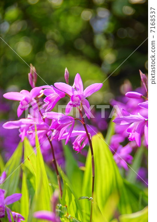 May flower silan · orchid family 22 7168537