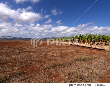 香蕉種植園和巨大的噴水隆頭 香蕉種植園和巨大的噴水隆頭 7168622