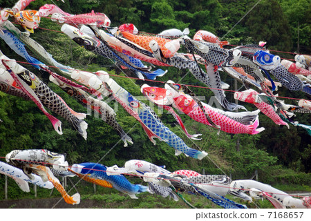 Swimming Carp streaming green and carp streamer of Sagami kawa mountain Swimming Carp streaming green and carp streamer of Sagami kawa mountain 7168657