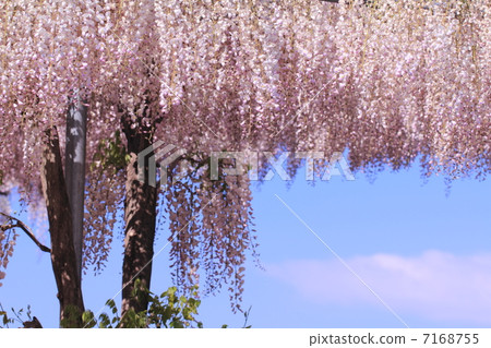 在花公園的足利紫藤 7168755