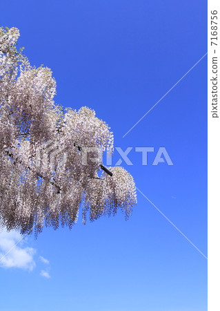 在花公園的足利紫藤 7168756