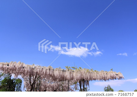 在花公園的足利紫藤 在花公園的足利紫藤 7168757