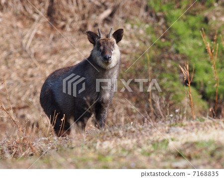 Japanese serow 7168835