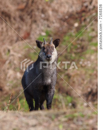 Japanese serow 7168836