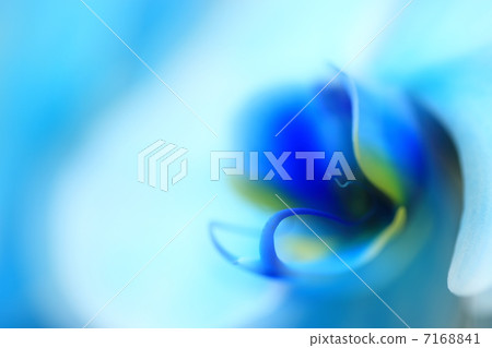 蘭花 7168841